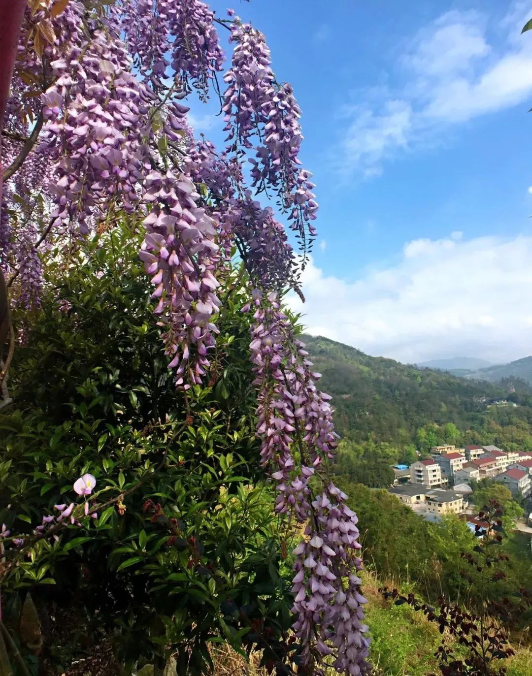 如幻之时,园区内的紫藤隧道,紫藤长廊,紫藤路都已在上演着高贵典雅,华