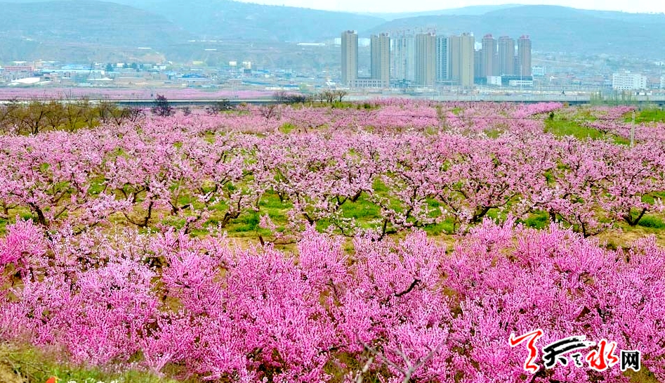 秦安桃花会盛装开启 会期将持续至4月30日