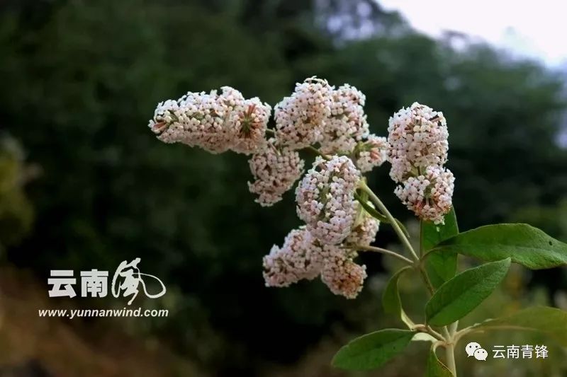 清明节原创|染饭花与"黄花团子"