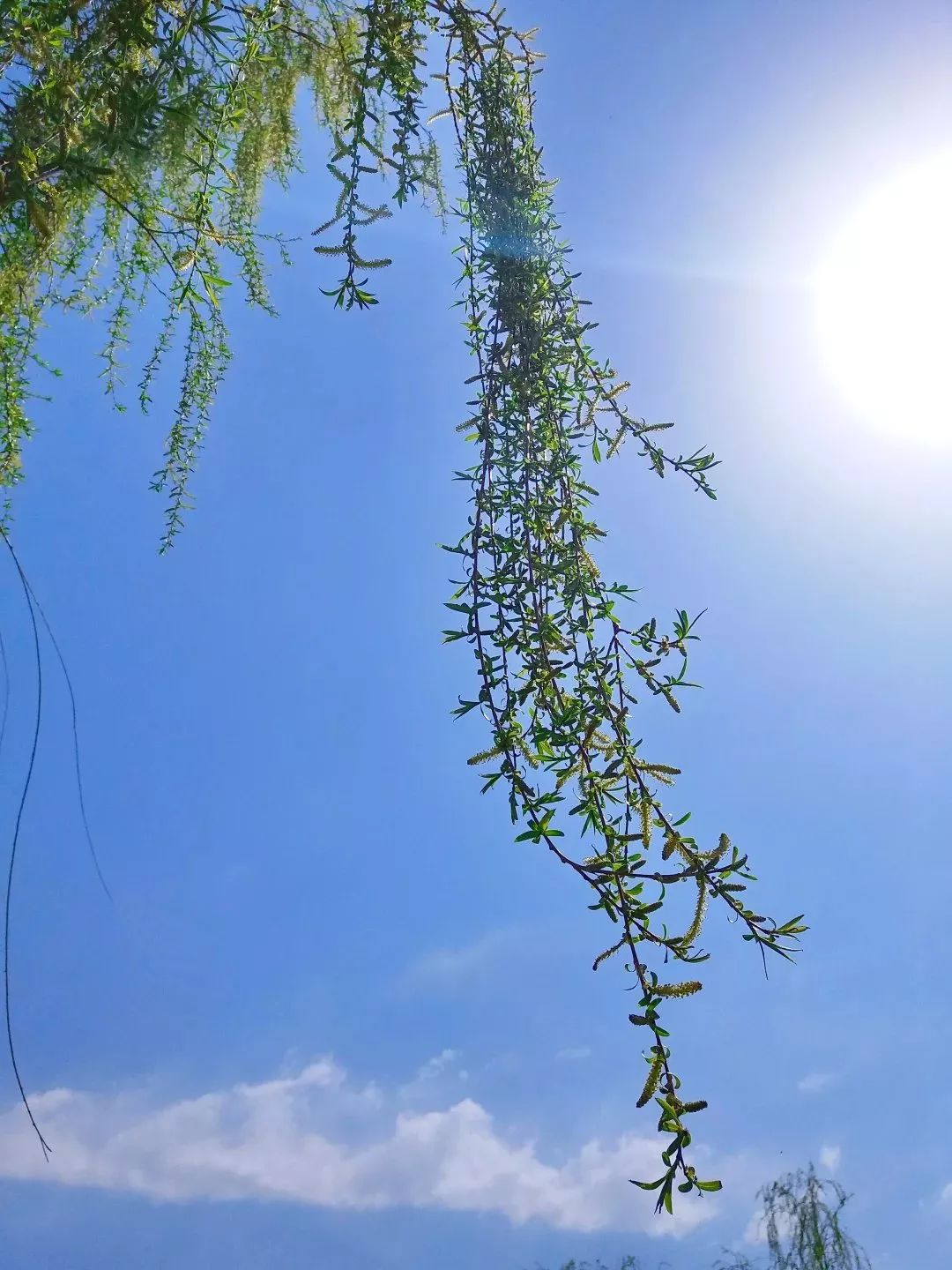 最是一年春好处,杨柳枝儿绕河滩!