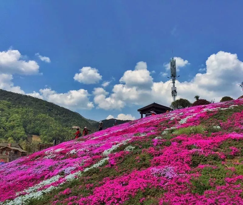 乡村花海大热潮中的极品美图,横腊村芝樱花海!