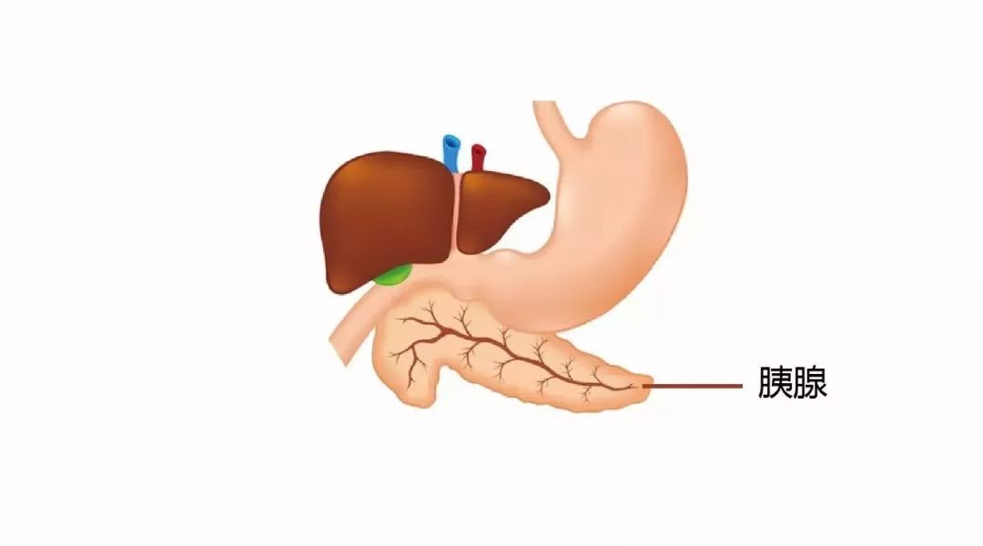 【科普】生死"胰腺"牵,它为啥是个"得罪不起"的器官?