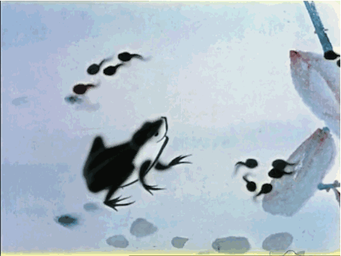 记得小时候 把抓回来的小蝌蚪养在盆子里 看它慢慢长出两条腿.