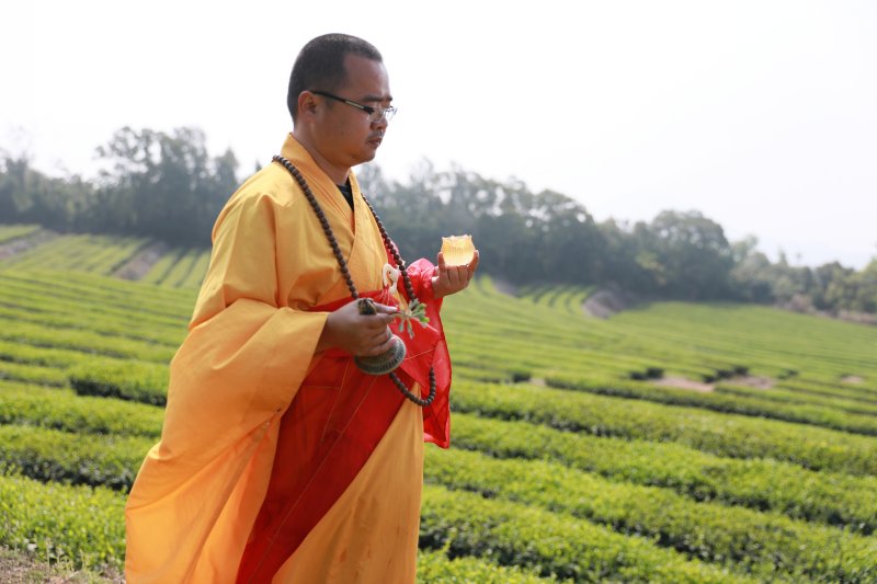 清明前夕 妙高山佛国寺茶园开茶