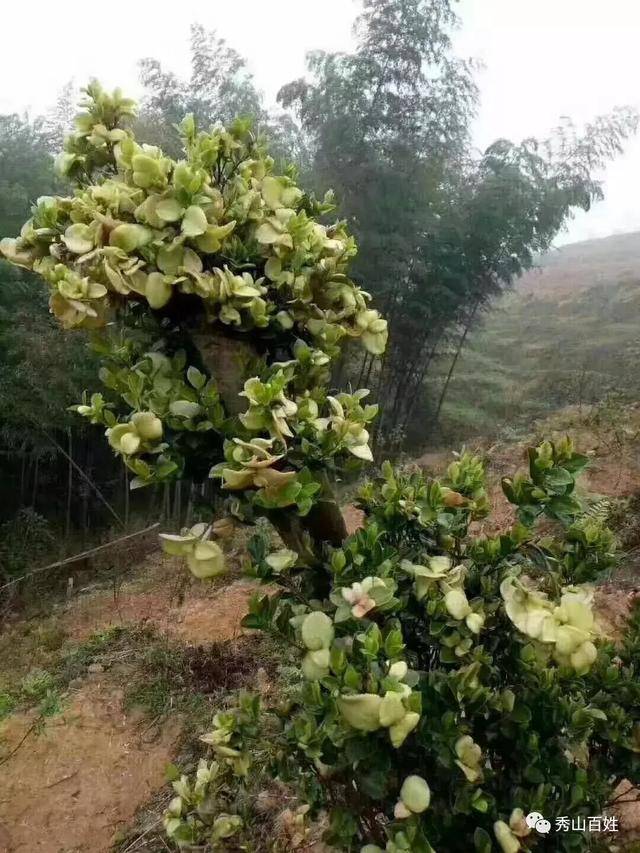 童年味道 | 秀山的茶饼,茶苞满山坡,约吗?