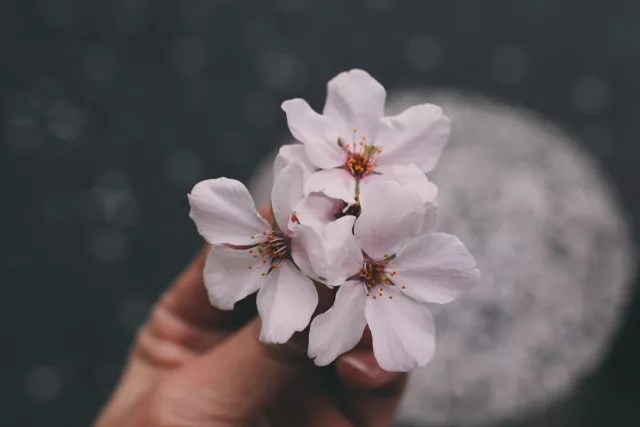 花式踏春你没见过的赏樱好姿势都在这里了