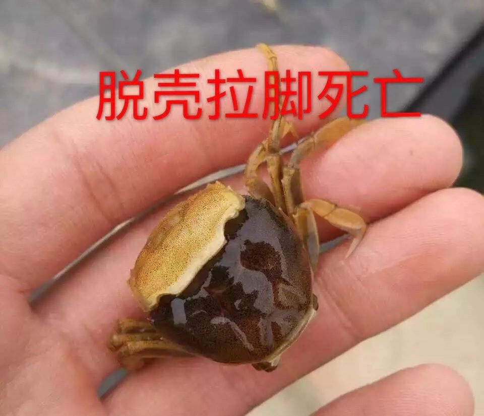 原来螃蟹是在这些时段蜕1-5壳!不注意这些难怪你养不好螃蟹