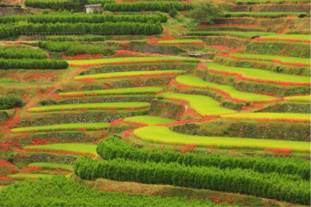 此生一定要去的小众旅行地!在日本最美の乡村过几天慢生活!