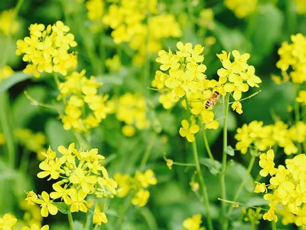 辛勤的小蜜蜂在油菜花田里采蜜