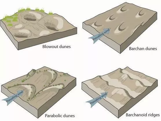 可以形成抛物线沙丘,当新月形沙丘的地面上遇植物灌丛阻碍时抛物线形