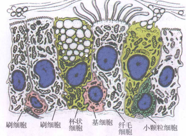 气管和支气管上的杯状细胞,扮演着扫帚的角色.