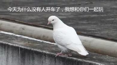 放鸽子表情包 不见不散