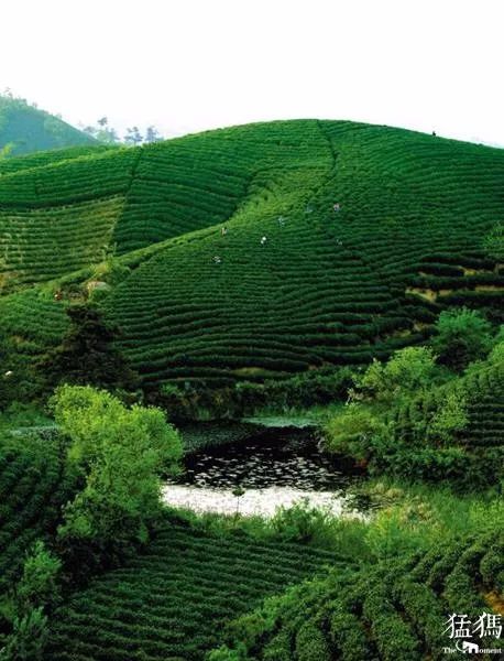 从信阳茶山到你的茶杯,毛尖茶的秘密你应该知道.