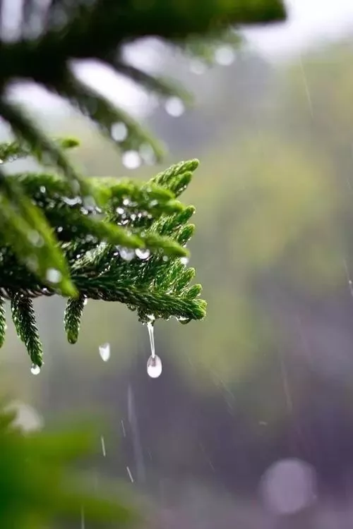 静心听雨,凝神看风.【58分类网】 雨水如茶水,静心,亦清心