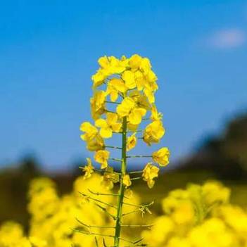 花开成海,油菜花拍摄技巧大全