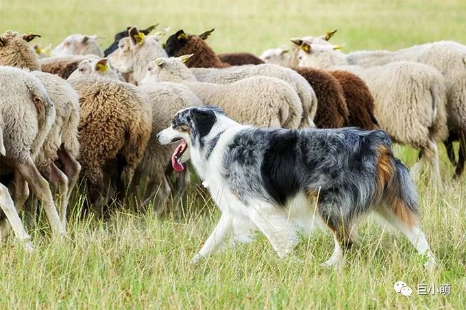 牧羊犬大揭秘号称狗狗界的高材生