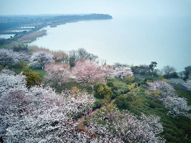 太湖十五渚▏笠渚:红沙湾樱花,太湖好望角,笠渚奇石,太湖边的世外