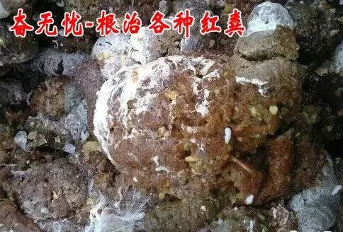 ①如果鸡感染腺胃炎,会排出像鸽子粪一样细软粪便,个别排棕红色至