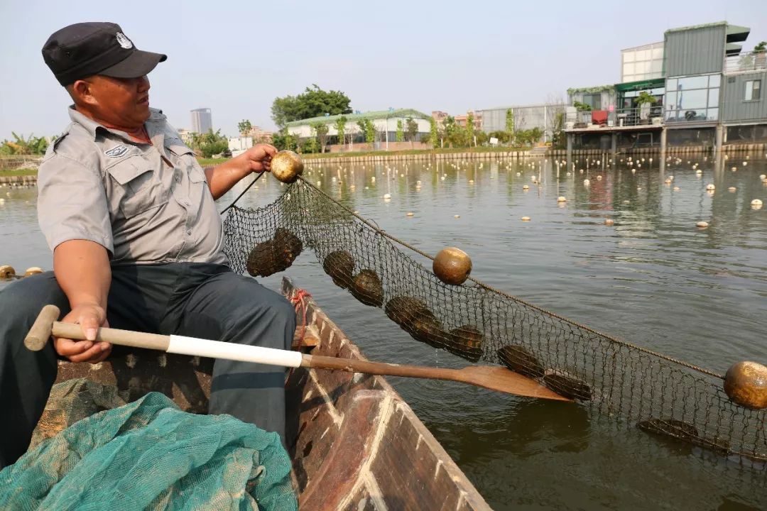 珍珠都冇咁真!华阳湖淡水珍珠养殖成功!