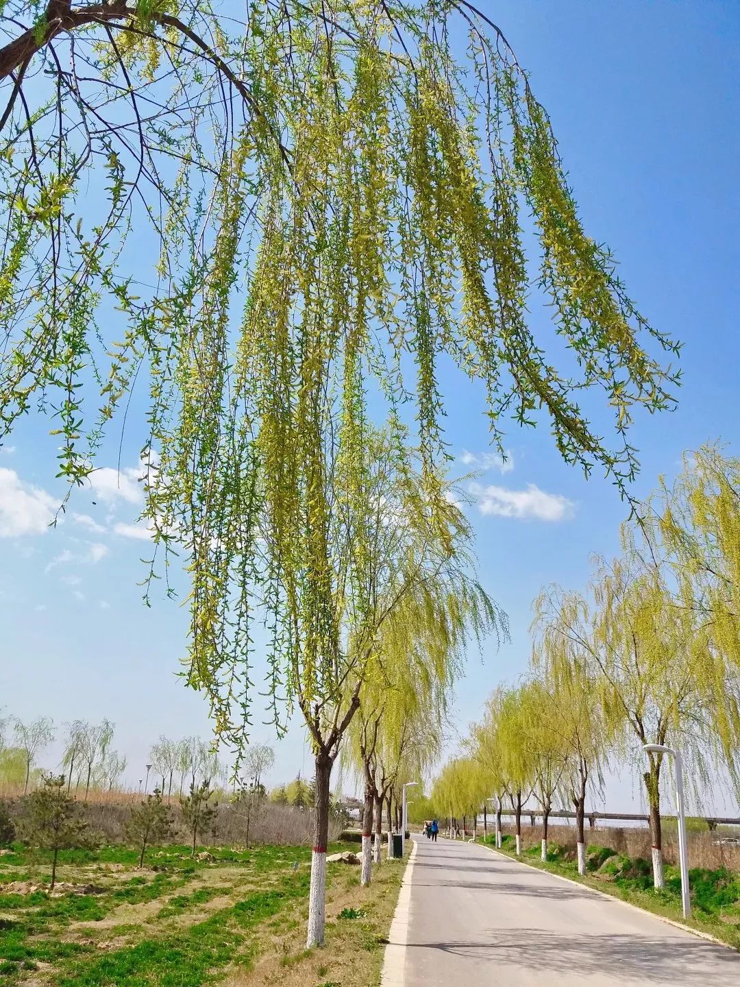 最是一年春好处,杨柳枝儿绕河滩!