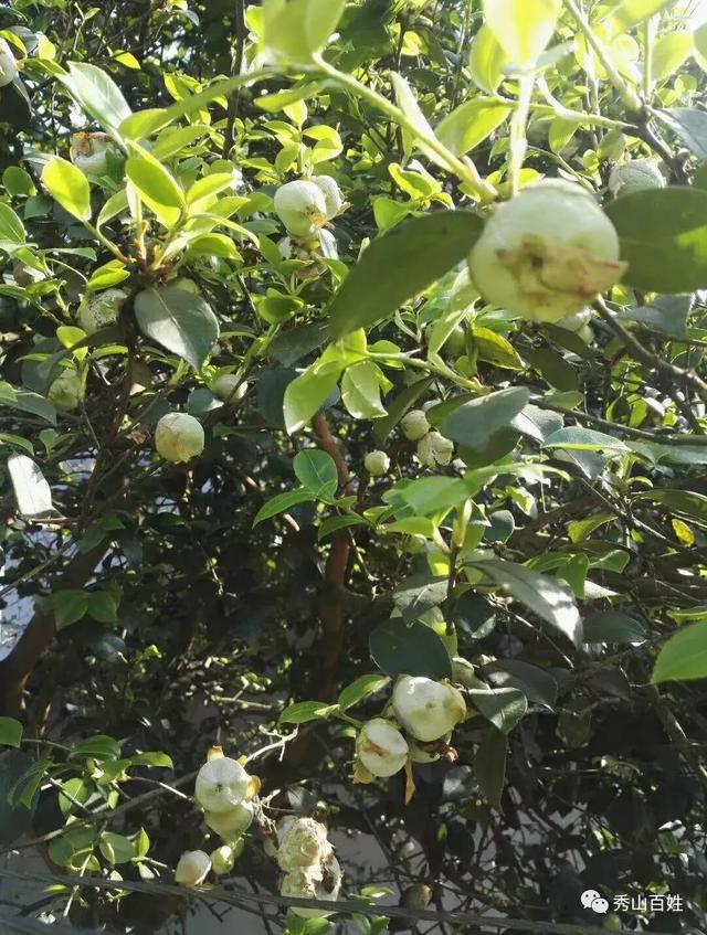 童年味道 | 秀山的茶饼,茶苞满山坡,约吗?