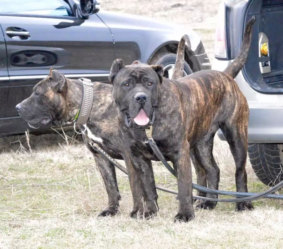 追溯西班牙加纳利犬的历史