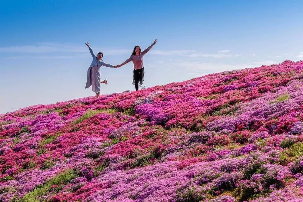 乡村花海大热潮中的极品美图,横腊村芝樱花海!