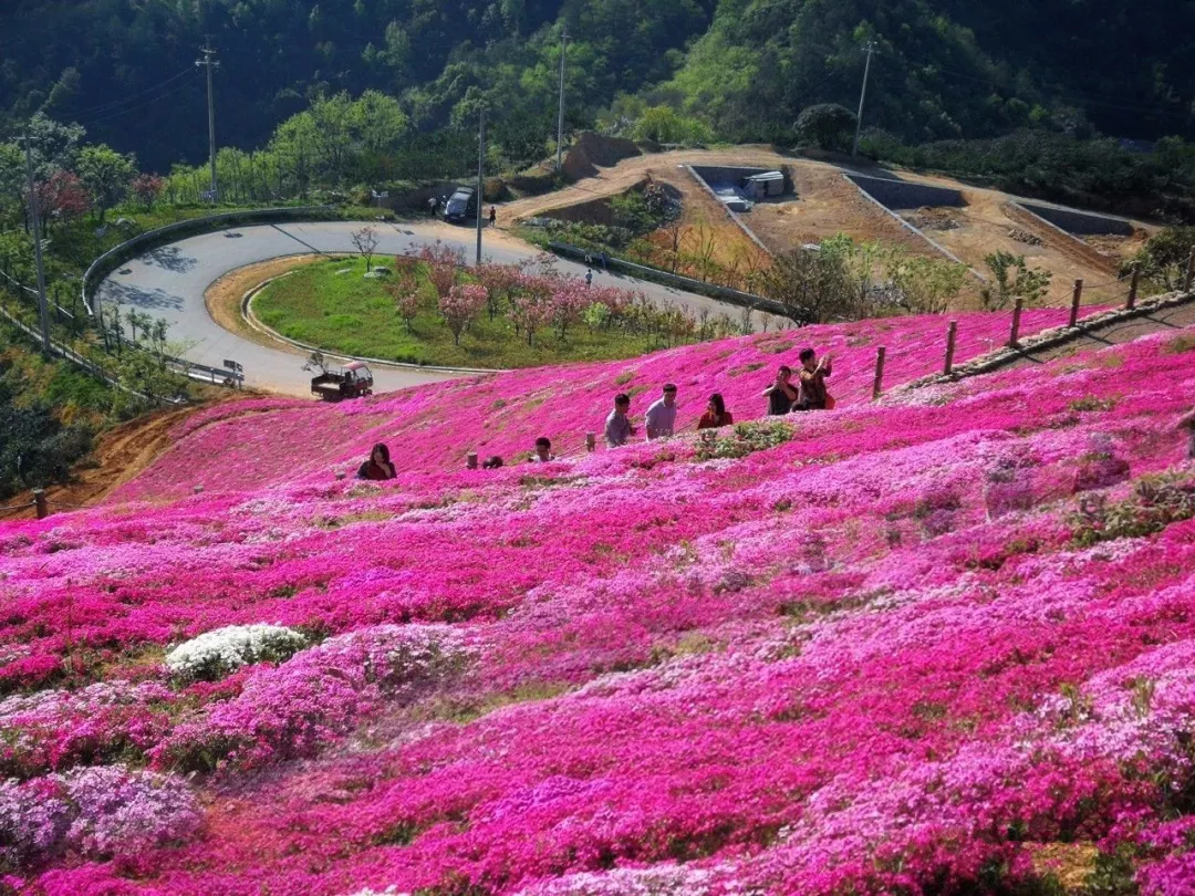 乡村花海大热潮中的极品美图,横腊村芝樱花海!