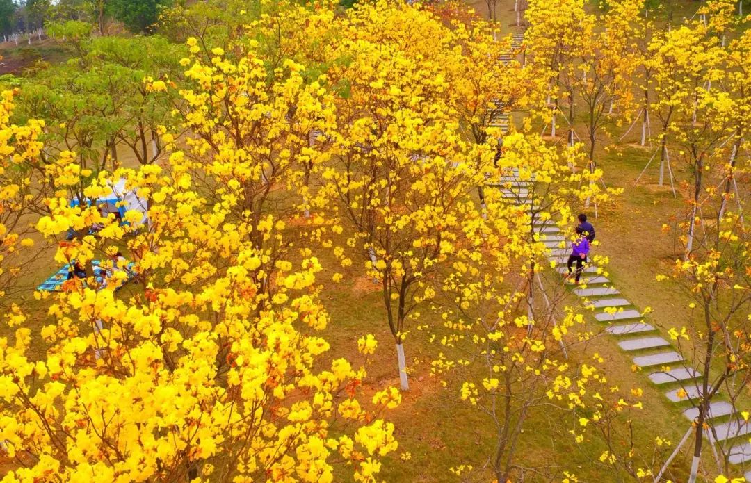 黄花风铃木