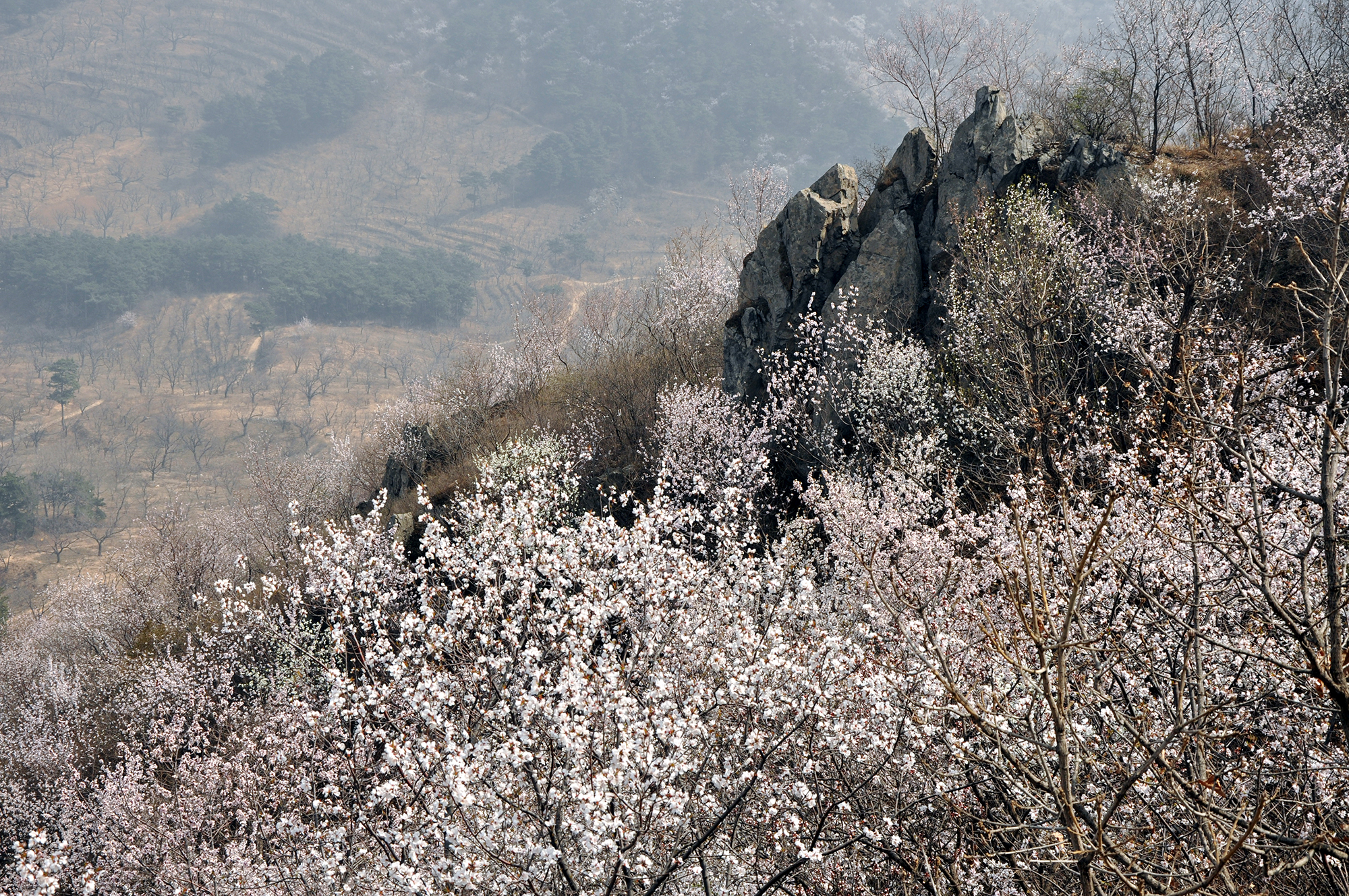 有人说去过林芝,此后再无桃花劫,但是我想说,撞道口长城的春色很美.