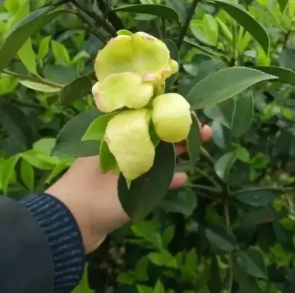 童年味道秀山的茶饼茶苞满山坡约吗