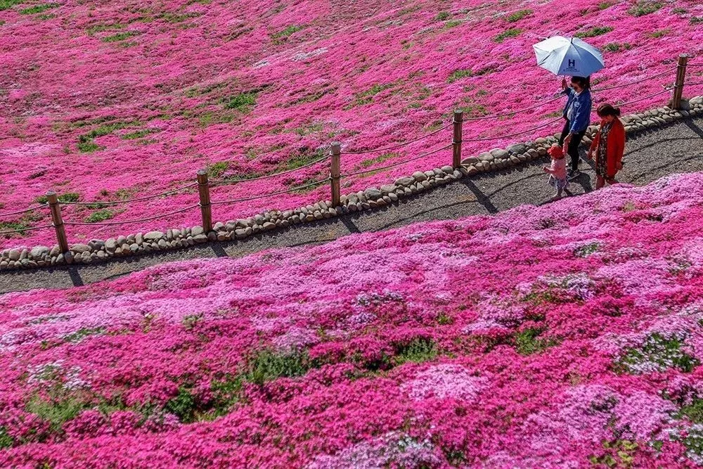 乡村花海大热潮中的极品美图,横腊村芝樱花海!