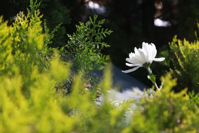 一朵朵小白花啊,轻轻放在烈士墓前!