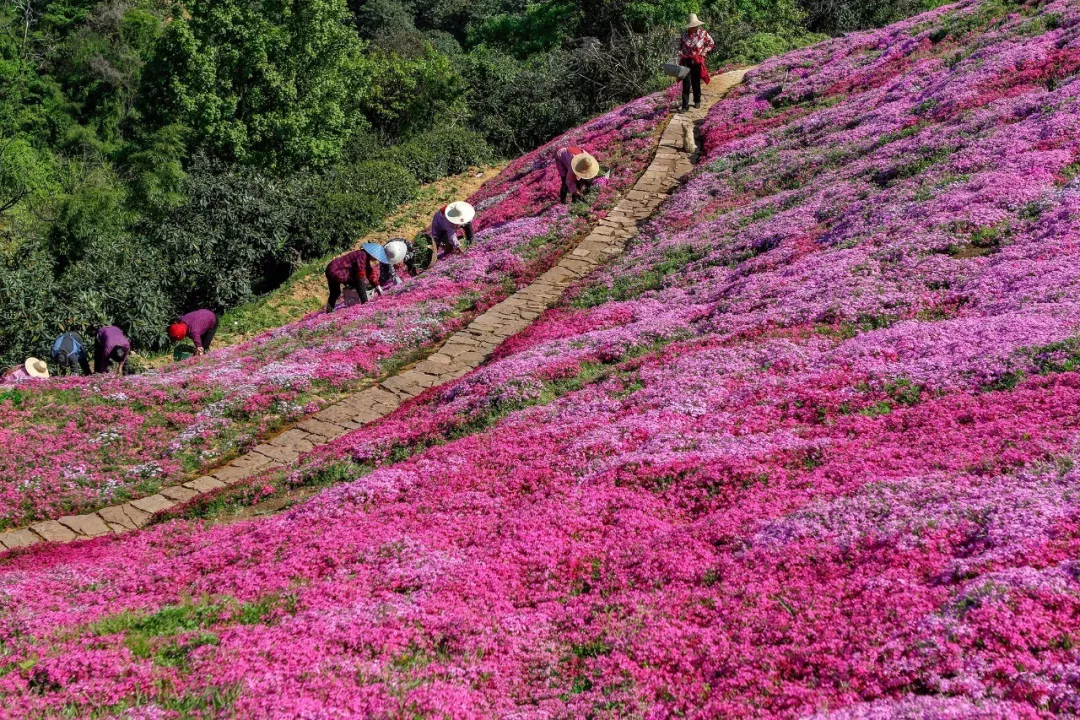 乡村花海大热潮中的极品美图,横腊村芝樱花海!