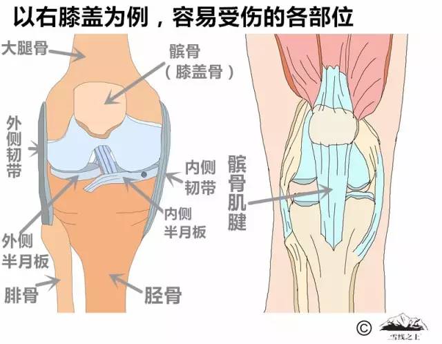 膝盖结构示意图.