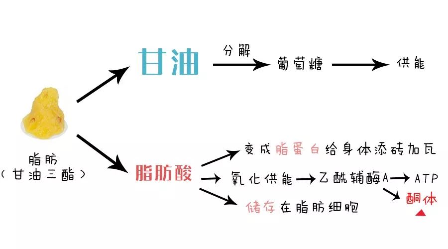 高脂肪反而有利于减脂?