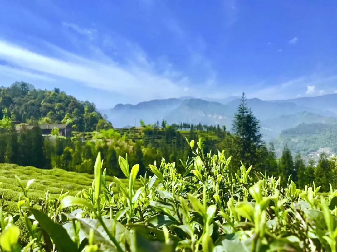 一场盛大的活动,在乐山这座茶山仙境上演.