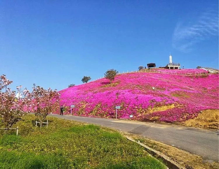 乡村花海大热潮中的极品美图,横腊村芝樱花海!