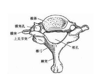 四川农业大学现"椎骨表情包 解剖课成了斗图课