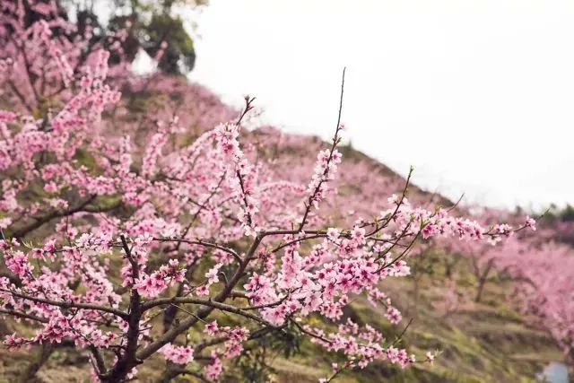 旅游 正文  沙溪镇 近期,沙溪镇万亩桃园进入盛花期 漫山遍野桃花尽开