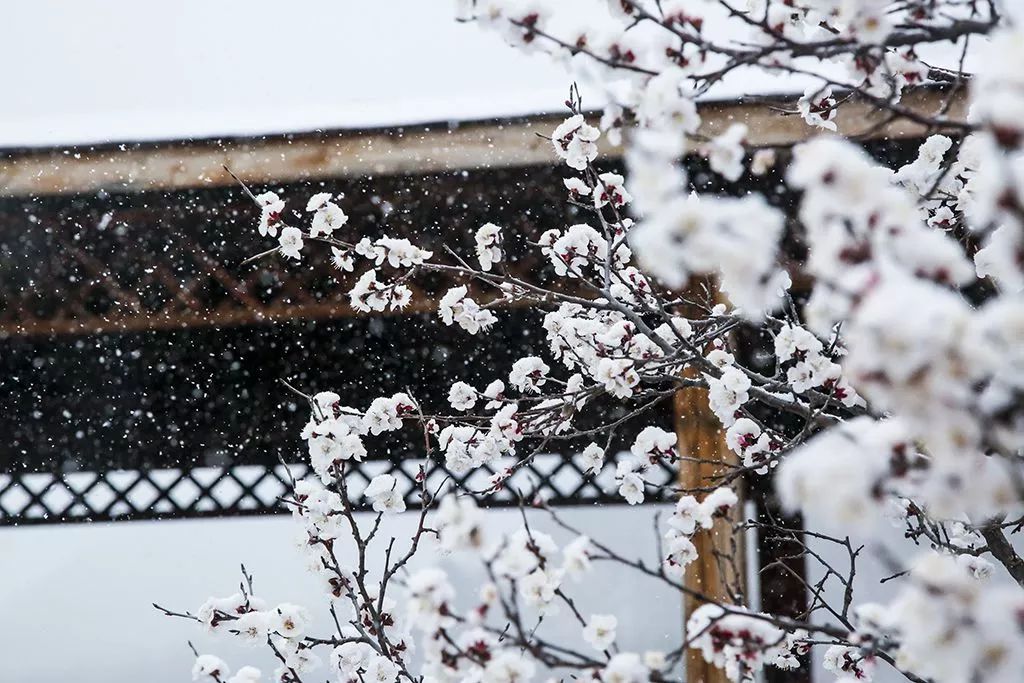 清明时节雪纷纷