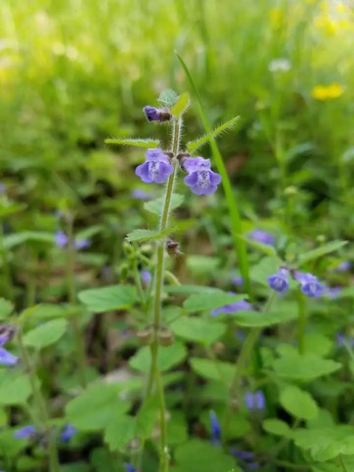 假活血草