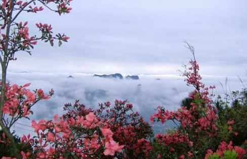 4月至6月 位置:河南省平顶山市鲁山县尧山镇 观赏时间:尧山的杜鹃花期