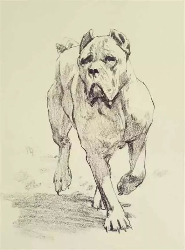 十大猛犬素描画,艺术与野性的碰撞