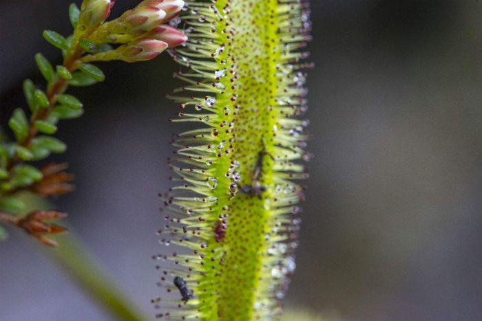 植物界的"蛇蝎美人":令人恐惧的食虫植物