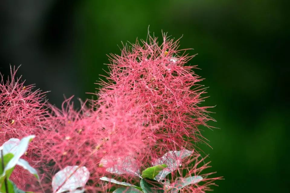 黄栌花