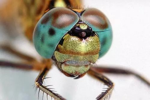 它们的额上还有3只单眼,凭借着宽广的视野和优异的视力,蜻蜓可在20多