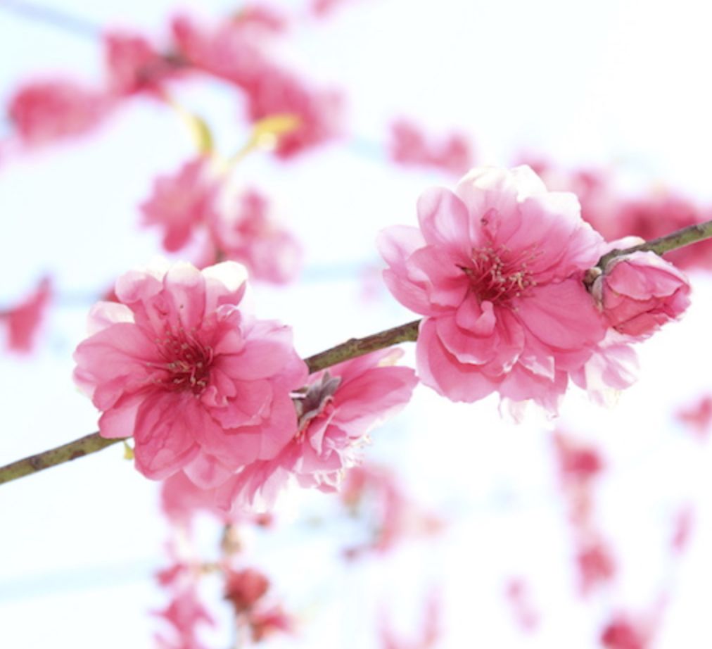 樱花,桃花,梅花,我可算分清啦