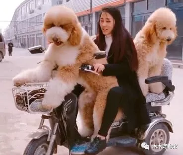 妹子坐在巨型泰迪中间,车动起来后,路人都惊呆了!