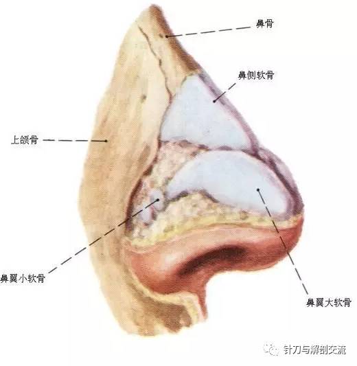 鼻腔外侧壁开口口诀